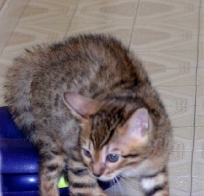 Lancelot Thats not my Mom!